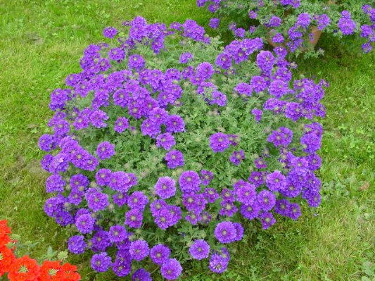 Verbena_048.JPG